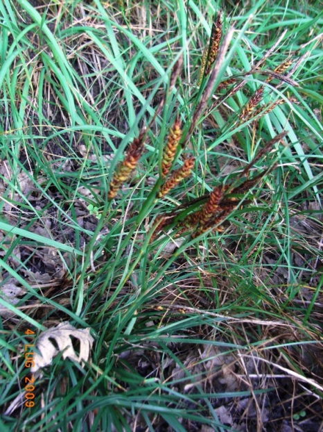 Carex flacca sl.